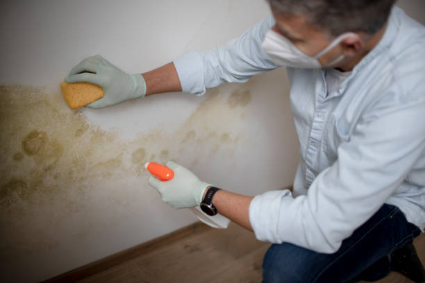 Best Toxic Mold Removal  in Fort Mill, SC