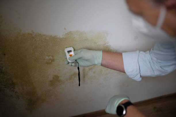 Mold Removal and Inspection in Fort Mill, SC