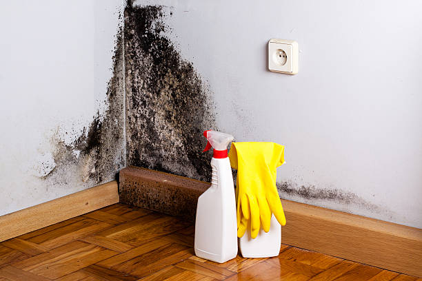 Best Local Mold Removal Service  in Fort Mill, SC