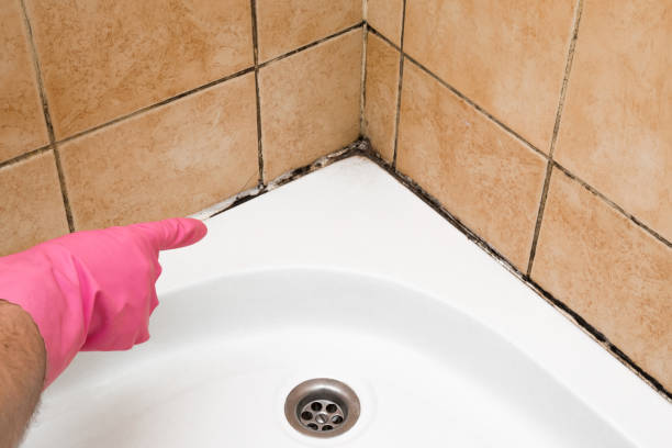 Best Commercial Mold Removal  in Fort Mill, SC